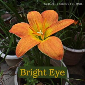 Bright Eye-Rain Lily