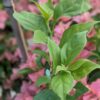 Buttercup (Grafted) - Image 2