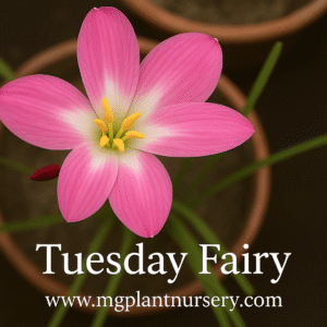 Tuesday Fairy-Rain Lily