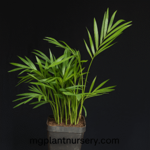 Areca Palm (Table Palm)