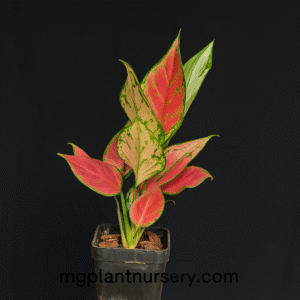 Aglaonema China Red