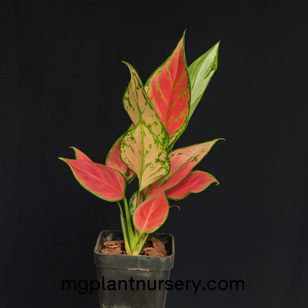 Aglaonema China Red