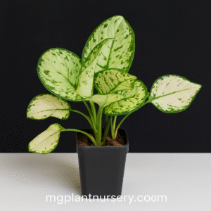 Aglaonema Super White