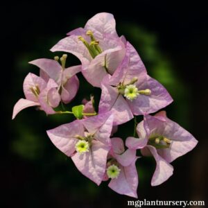 Chiangnai Bougainvillea with vibrant magenta bracts blooming in a garden setting.