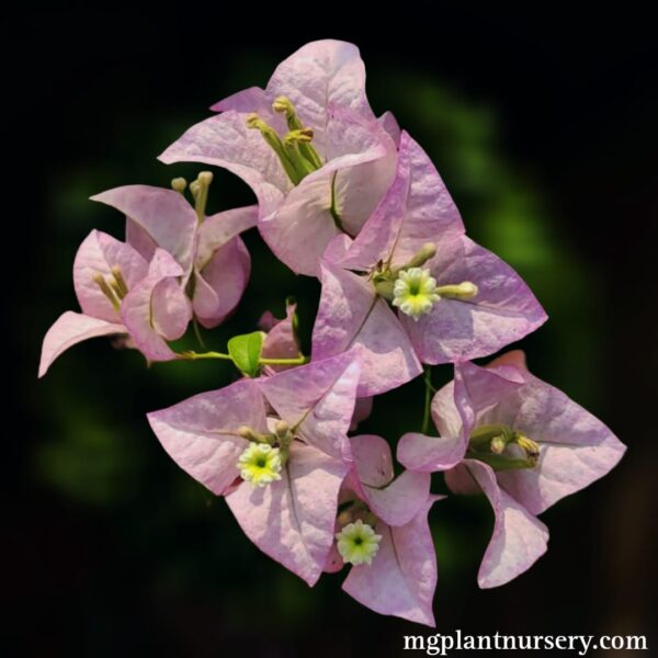 Chiangnai Bougainvillea with vibrant magenta bracts blooming in a garden setting.