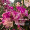 Chitra Cream Bougainvillea plant with soft cream blooms