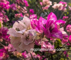 Chitra Cream Bougainvillea plant with soft cream blooms
