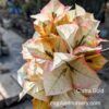 Chitra Gold Bougainvillea plant with bright yellow bracts in bloom