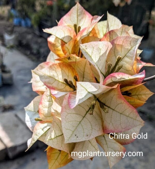 Chitra Gold Bougainvillea plant with bright yellow bracts in bloom