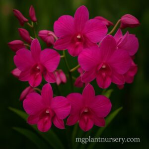 Dendrobium Panjarat Pink