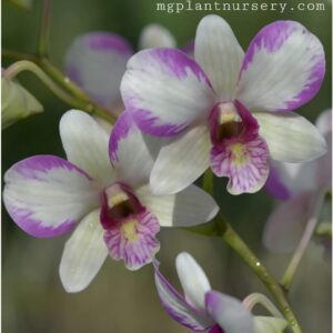 Dendrobium Nopporn White Muatation