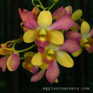 Dendrobium Pretty Doll