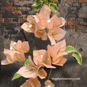 Emas Perak Bougainvillea plant with soft golden-yellow and silvery blooms in a garden pot.