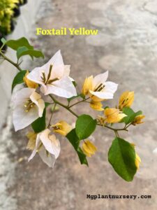 Foxtail Yellow Bougainvillea plant with bright yellow bracts blooming in a garden setting.