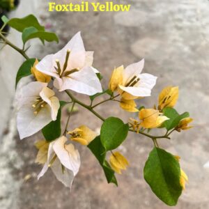 Foxtail Yellow Bougainvillea plant with bright yellow bracts blooming in a garden setting.