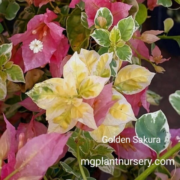 Golden Sakura Bougainvillea in bloom with soft golden-yellow bracts climbing a garden trellis.