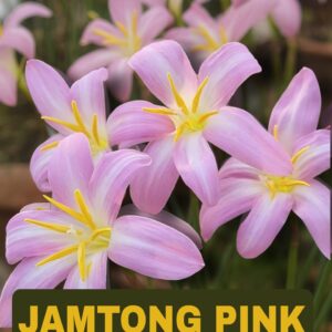 Jamtong Pink-Rain Lily