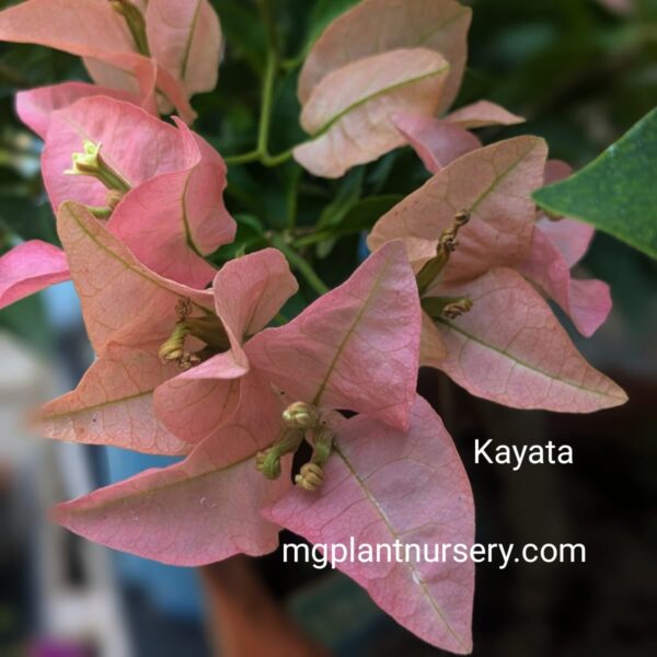 Healthy Kayata Bougainvillea plant with bright magenta bracts in full bloom, ideal for garden decoration.