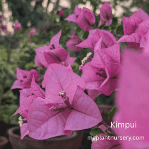 Kimpui
