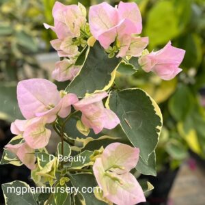 L D Beauty Bougainvillea – A Stunning Addition to Your Garden