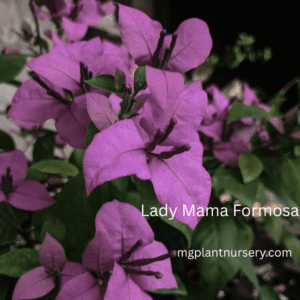 Bougainvillea-Lady Mama Formosa