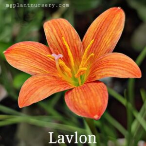Lavalon-Rain Lily