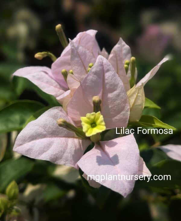 Lilac Formosa Bougainvillea plant in bloom with soft lilac-purple bracts climbing along a trellis.