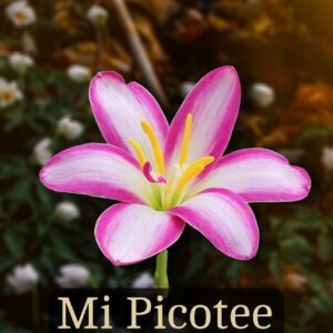 Mi Picotee-Rain Lily