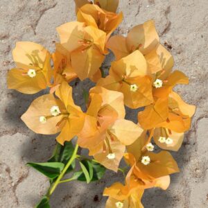 Monalisa Yellow Bougainvillea with bright yellow bracts blooming in a garden pot.