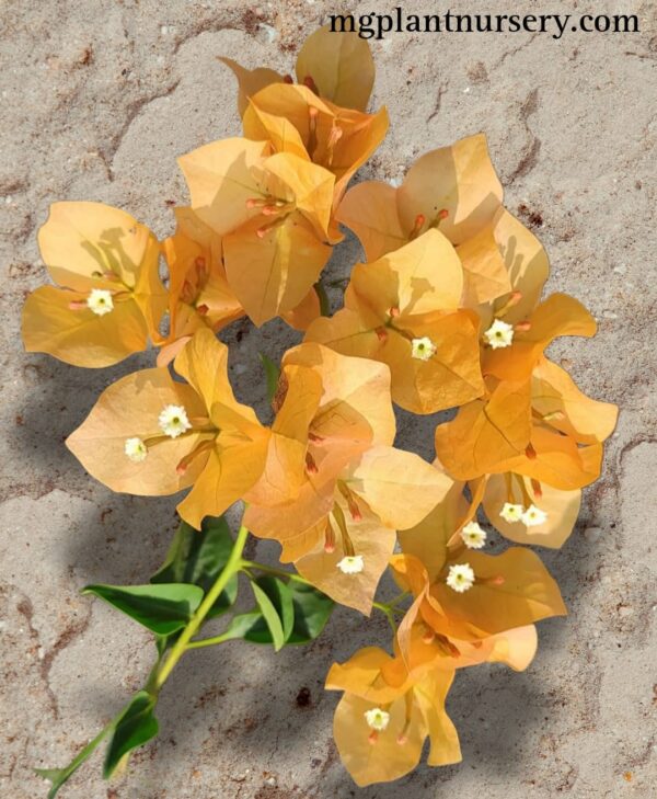 Monalisa Yellow Bougainvillea with bright yellow bracts blooming in a garden pot.