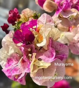 Murayama Bougainvillea