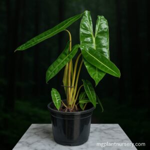 Philodendron billietiae