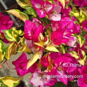RJ Thima Bougainvillea in full bloom with bright magenta-pink bracts climbing a garden wall.