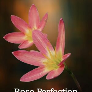Rose Perfection-Rain Lily