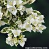 SSB White Bougainvillea plant with bright white bracts blooming in a garden pot