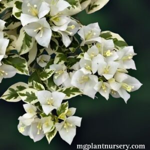SSB White Bougainvillea plant with bright white bracts blooming in a garden pot