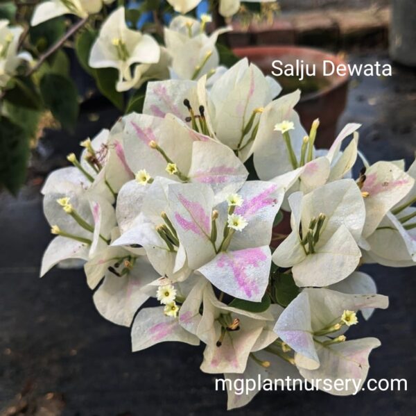Salju Dewata Bougainvillea with pure white bracts in full bloom