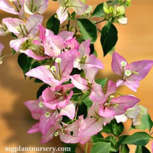 Sexy Ice Bougainvillea plant with soft pink and lavender bracts blooming in a patio planter.