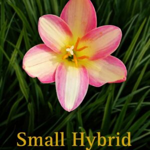 Small Hybrid-Rain Lily