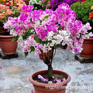 Splash Bougainvillea plant with vibrant mixed-colour bracts in full bloom, ideal for garden decoration or balcony planting.