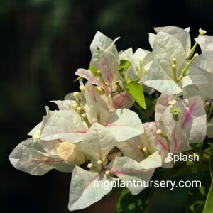 Splash Bougainvillea plant with vibrant mixed-colour bracts in full bloom, ideal for garden decoration or balcony planting.
