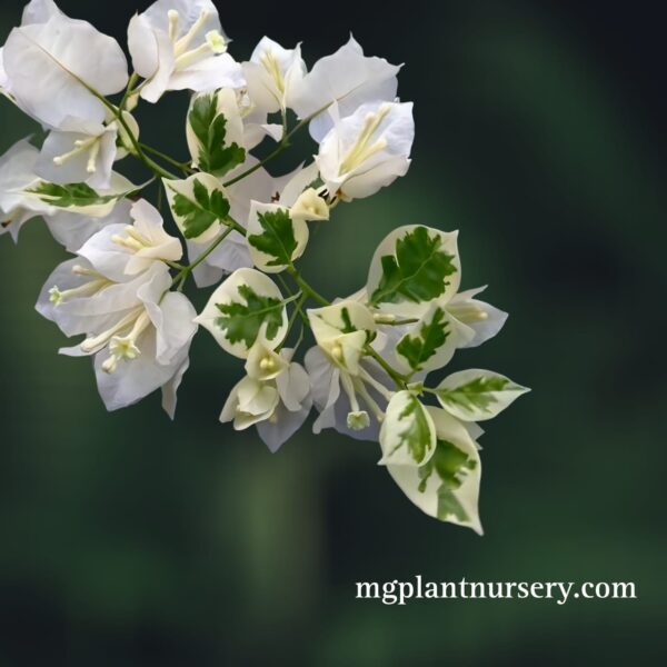 SSB White Bougainvillea plant with bright white bracts blooming in a garden pot