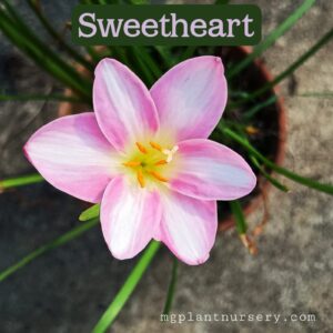 Sweetheart-Rain Lily