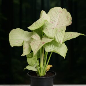 Syngonium Milk Confetti