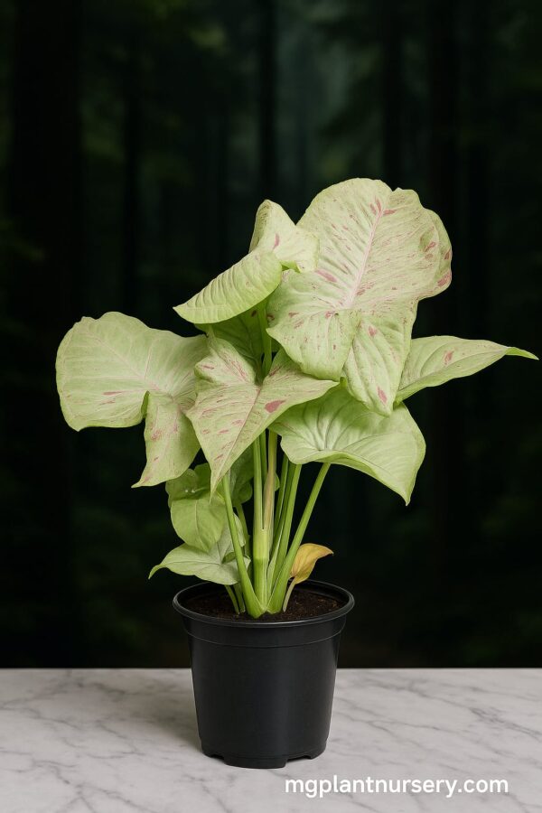 Syngonium Milk Confetti