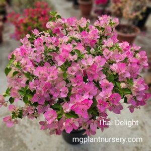 Bougainvillea-Thai Delight