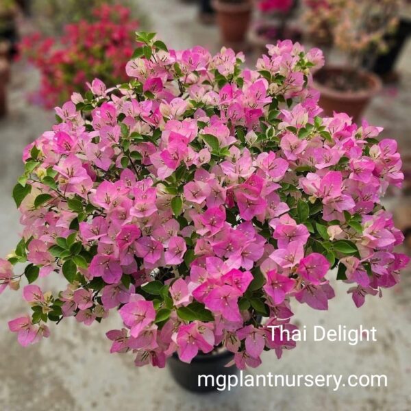 Bougainvillea-Thai Delight