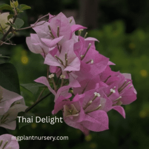Bougainvillea-Thai Delight