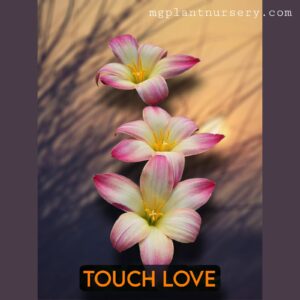 Touch Love-Rain Lily