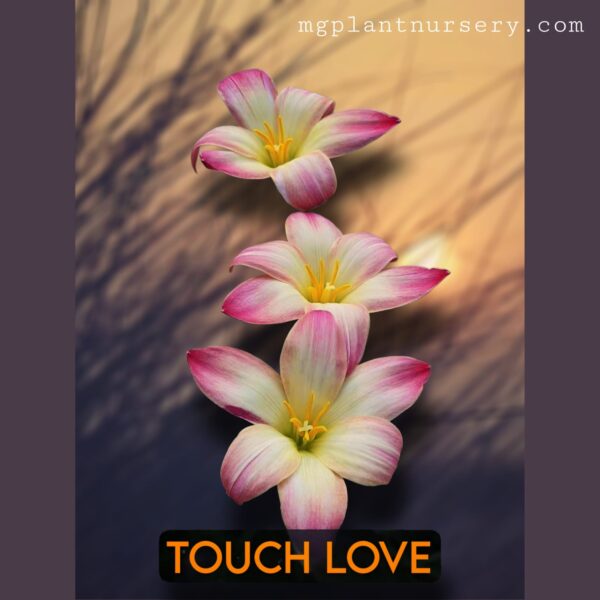 Touch Love-Rain Lily